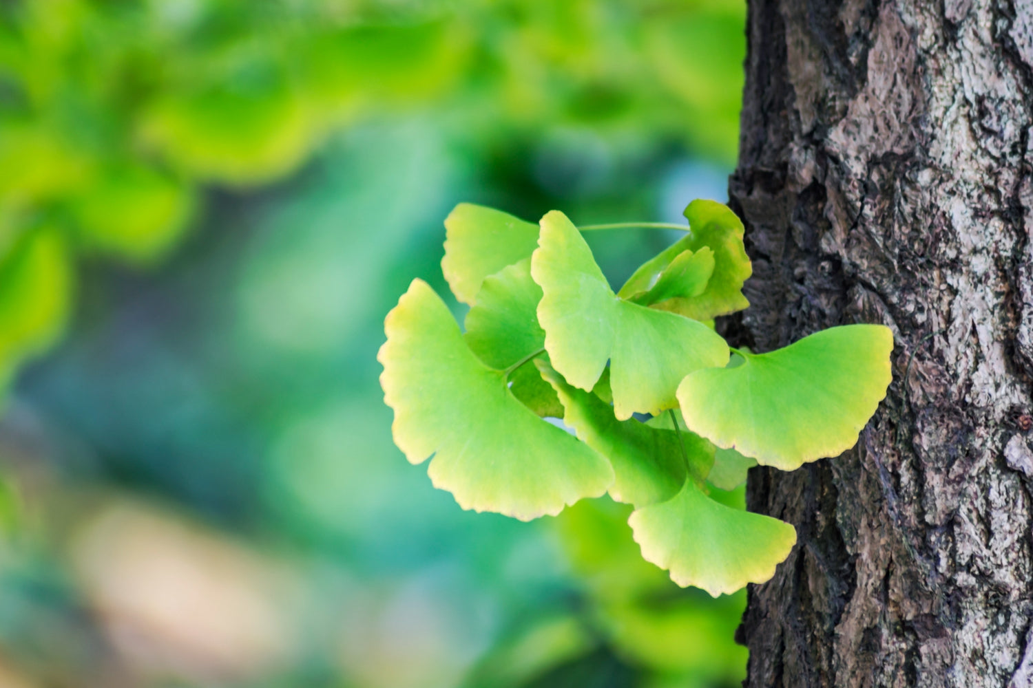 開口前忘了自己要說什麼? 4大必備補腦保健品 增強記憶力 – Nature's Essence