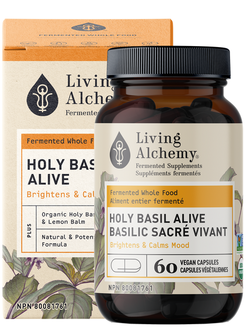 Living Alchemy Holy Basil Alive